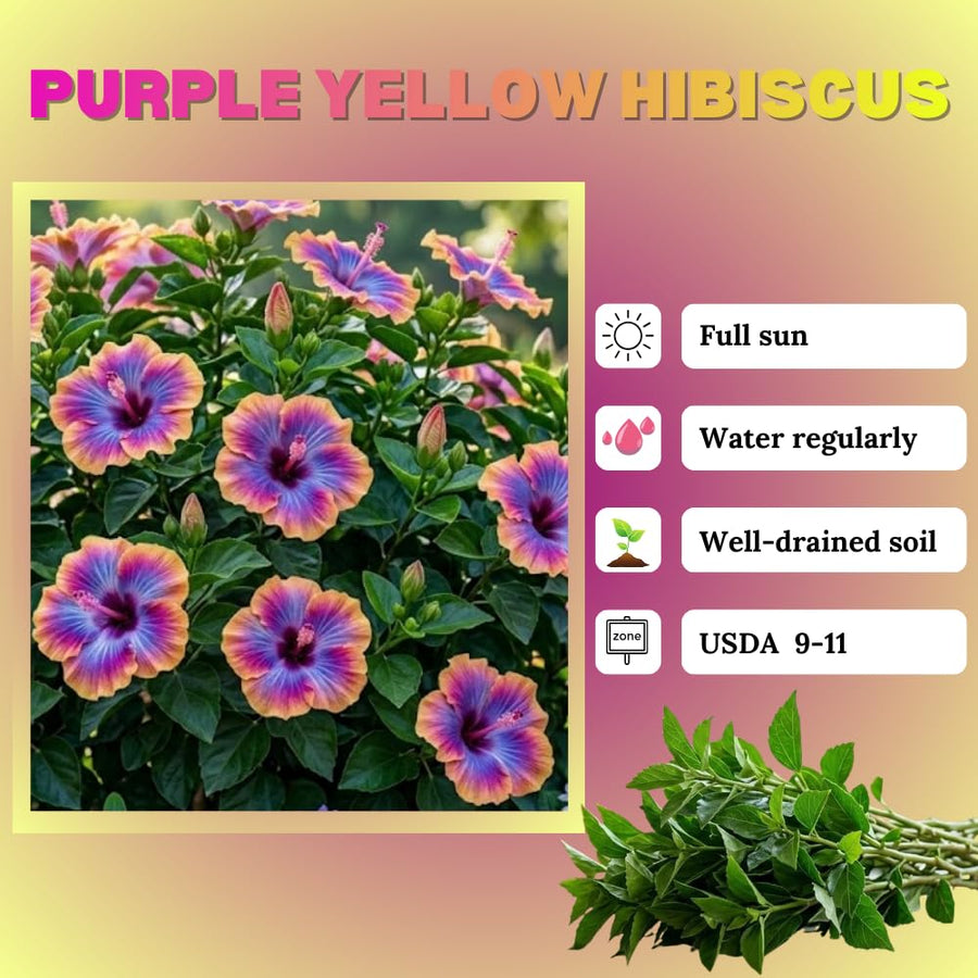 Purple Yellow Hibiscus Plant Live, Hardy Hibiscus Plants Live 5-7 Inches Tall, Vibrant Blooming Flower, Well-Rooted Plant for Home Garden Indoor Outdoor
