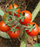 Lot 4 Tomato Plants Live for Planting Outdoors, Large and Juicy Tomatoes, Well Rooted, 6 to 8 Inch - Red Cherry Tomato