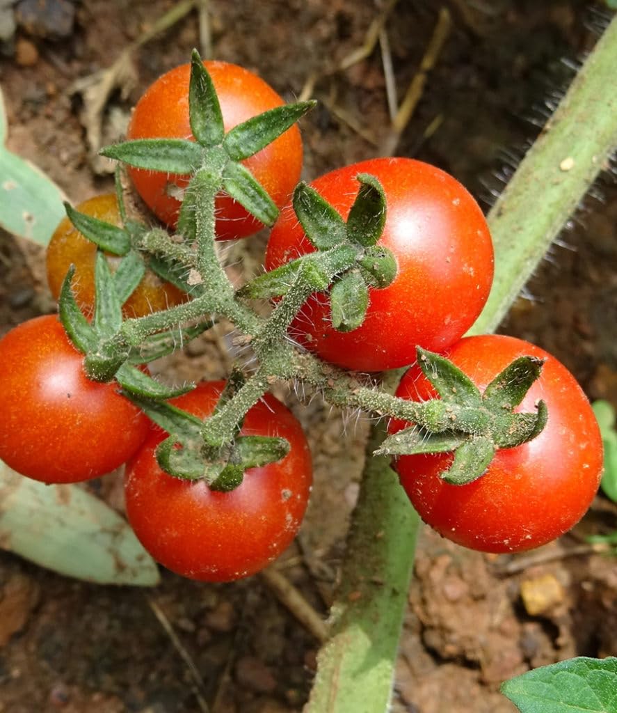 Lot 4 Tomato Plants Live for Planting Outdoors, Large and Juicy Tomatoes, Well Rooted, 6 to 8 Inch - Red Cherry Tomato