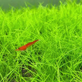 100 Aquarium Grass Seeds for Planting, Aquatic Plant Seeds Live Aquarium Plants, Aquarium Grass Plants