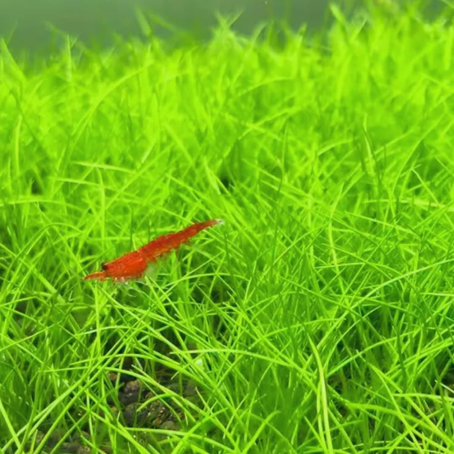 100 Aquarium Grass Seeds for Planting, Aquatic Plant Seeds Live Aquarium Plants, Aquarium Grass Plants