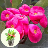 Euphorbia Milii Live Plant, Crown of Thorns Live Plant, Mix Flower Houseplant, 5-8 Inc Tall, Cold Hardy (Pink)