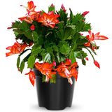 Christmas Cactus Plant Live, Holiday Cactus Live Plant, Hanging Baskets Houseplants, 4 Inc Potted (Orange)