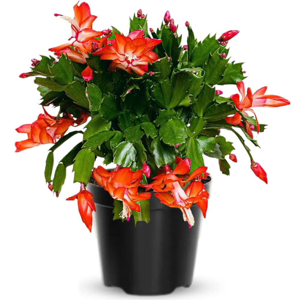 Christmas Cactus Plant Live, Holiday Cactus Live Plant, Hanging Baskets Houseplants, 4 Inc Potted (Orange)