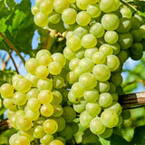 Green Grape Vine Plant Live for Planting, Grape Plant Live Grape Tree, 1 Feet, in Pot, Grape Fruit Tree for Planting