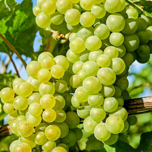 Green Grape Vine Plant Live for Planting, Grape Plant Live Grape Tree, 1 Feet, in Pot, Grape Fruit Tree for Planting