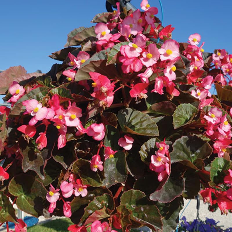 Combo 3 Mix Begonia Angel Wing Plants Live, Begonia Maculata Live Plant, Begonias Live Plants Outdoor, 4 to 8 Inc Tall