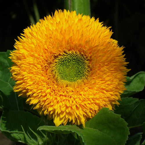 150 Sunflower Seeds for Planting, Double Yellow Sunflower Seed, Flower Plant Garden