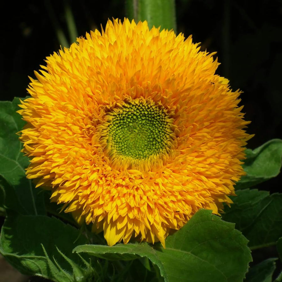 150 Sunflower Seeds for Planting, Double Yellow Sunflower Seed, Flower Plant Garden