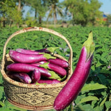 Eggplant Plant Live in 4" Pot, Long Purple Eggplants Live Plant for Outdoor Planting, Live Vegetable Plant, 4-8 Inch Tall, Well-Rooted and Hardy Eggplant Tree