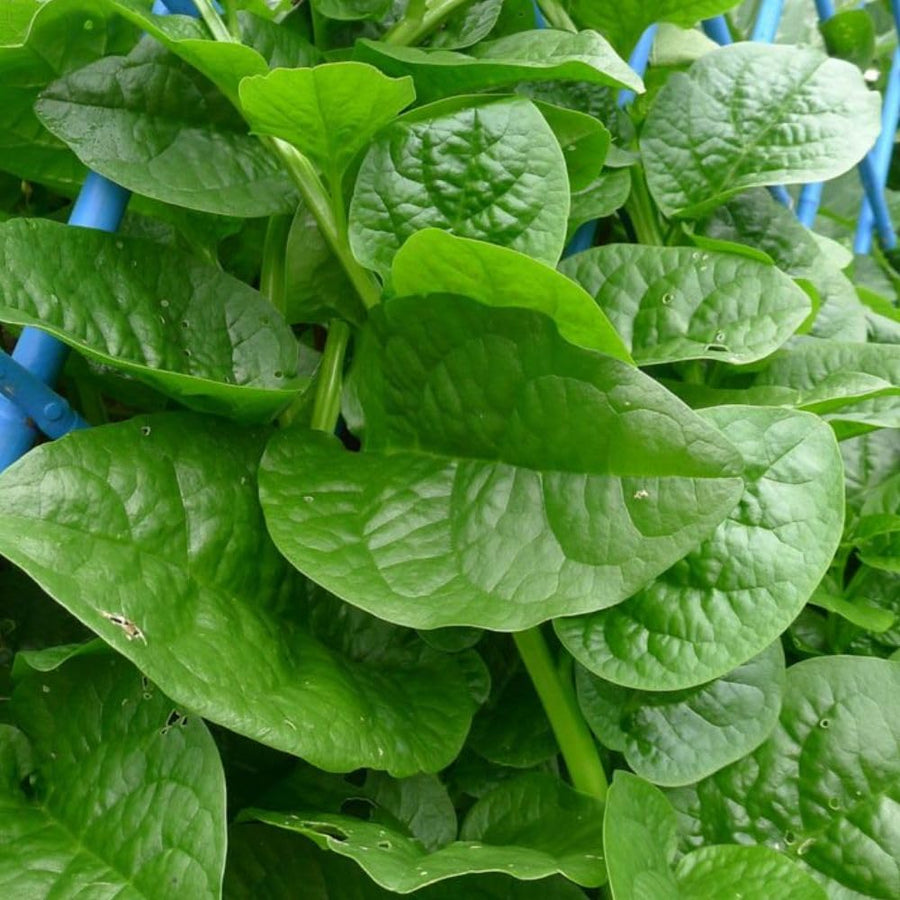 50+ Green Malabar Spinach Seeds, Mong TOI Poi Sang Ceylon Seeds Leafy Vine Plant Seeds for Outdoor Garden