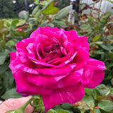 Purple Red-Pink Stripes Climbing Roses Live Plants 7 Months Old, Rose Bushes Ready to Plant 5-9" Tall, Very Fragrant, Can Grow As Climber or Bush Tree or Trellises, Walls, Fences