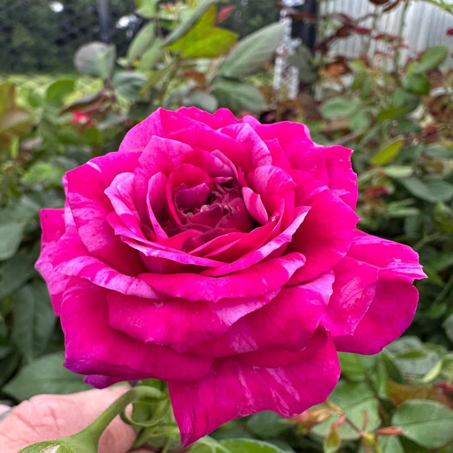 Purple Red-Pink Stripes Climbing Roses Live Plants 7 Months Old, Rose Bushes Ready to Plant 5-9" Tall, Very Fragrant, Can Grow As Climber or Bush Tree or Trellises, Walls, Fences