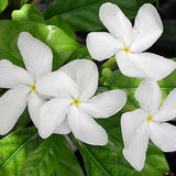 Jasmine Vine Plant Indoor, White Jasmine Plant Live Between 8 and 10 Inches, Fragrant Flower Plants Potted 4''