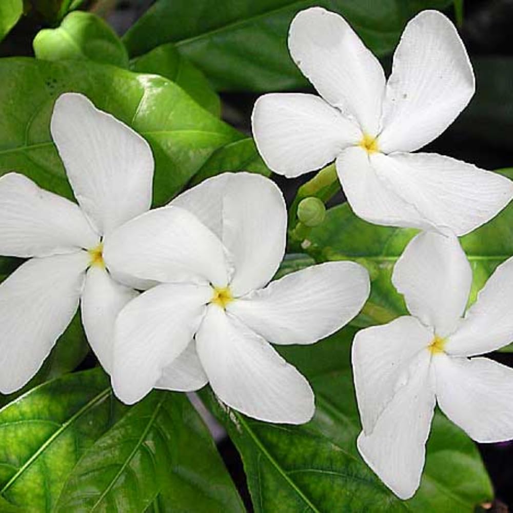 Jasmine Vine Plant Indoor, White Jasmine Plant Live Between 8 and 10 Inches, Fragrant Flower Plants Potted 4''