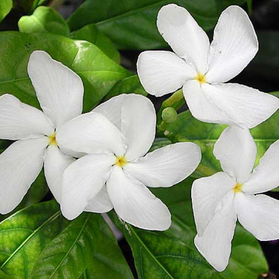 Jasmine Vine Plant Indoor, White Jasmine Plant Live Between 8 and 10 Inches, Fragrant Flower Plants Potted 4''