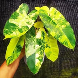 2 Rare Philodendron Live Plants Varieties Collection, Philodendrons Plants Size 5-9 Inc for Indoor Houseplant Décor, Ornamental Tropical Well-Rooted (Variegated Vining Philodendron Plants)