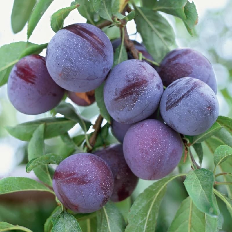 Methley Plum Tree Live Plant, Bareroot 18-24 Inch Tall, Hardy Plum Plant Live for Planting, Dormant, No Leaf