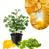 Ginkgo Tree Live Plant for Planting, Ginkgo Tree, Yellow Leaves, 4 to 6 Inch Tall in Pot, Hardy Ornamental