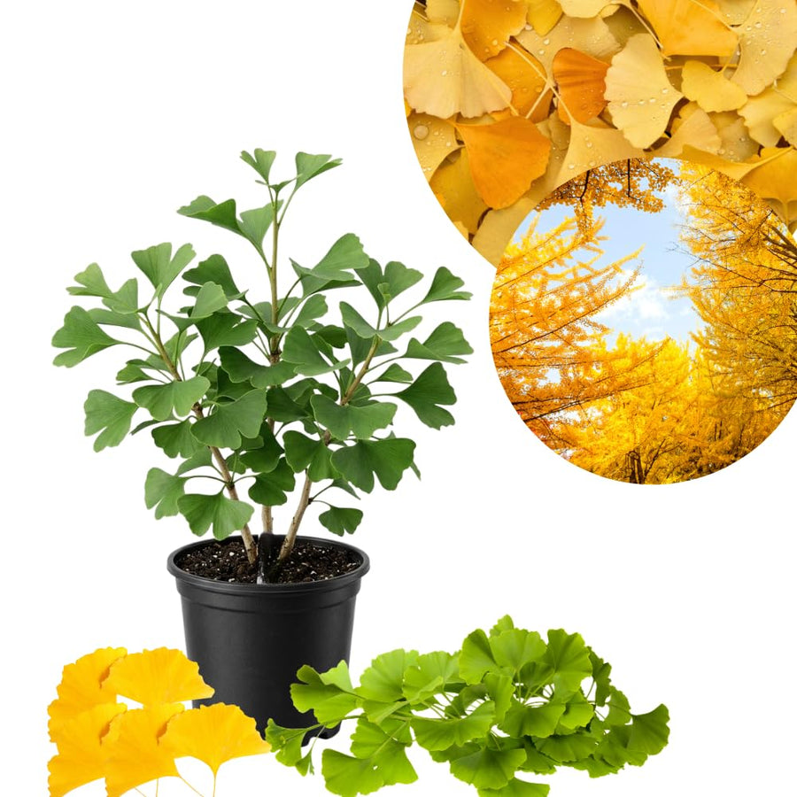 Ginkgo Tree Live Plant for Planting, Ginkgo Tree, Yellow Leaves, 4 to 6 Inch Tall in Pot, Hardy Ornamental
