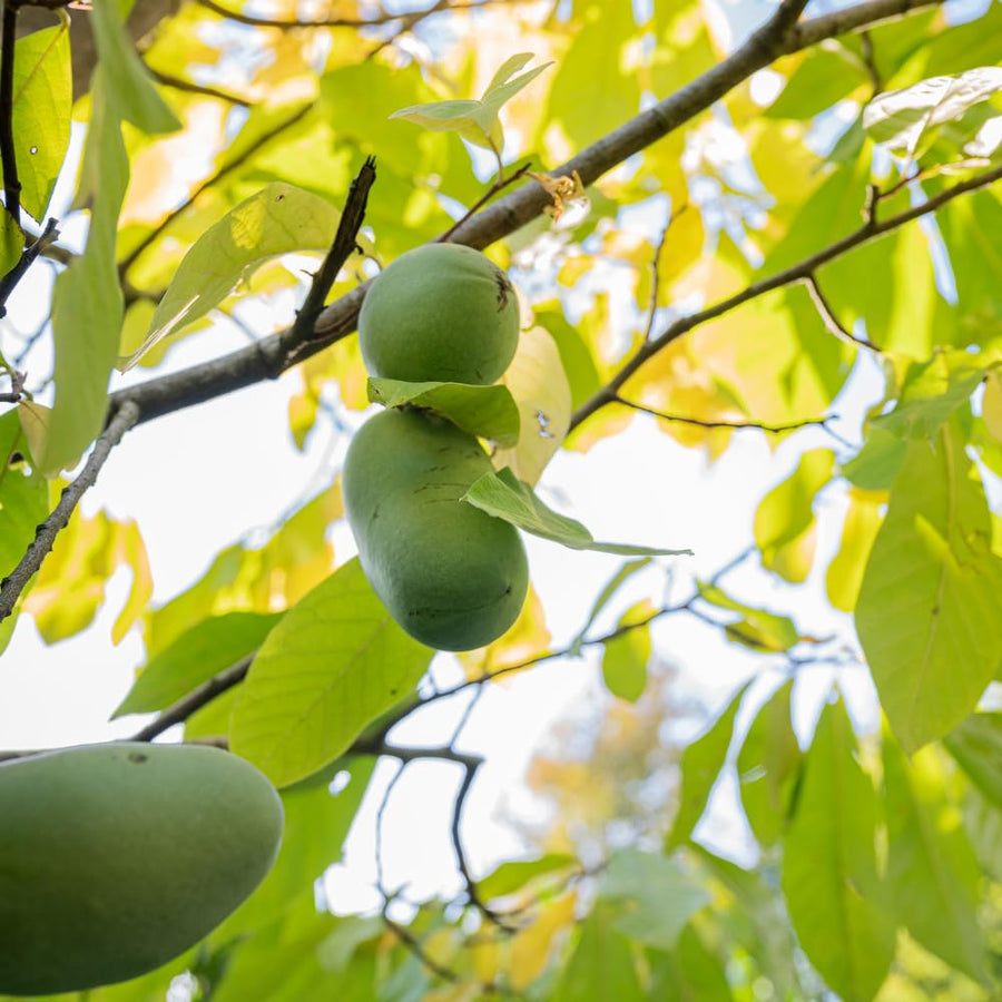 Pawpaw Tree Live Plant, Paw Paw Plant Live for Gardening, Fruit Gardening, Quart Potted