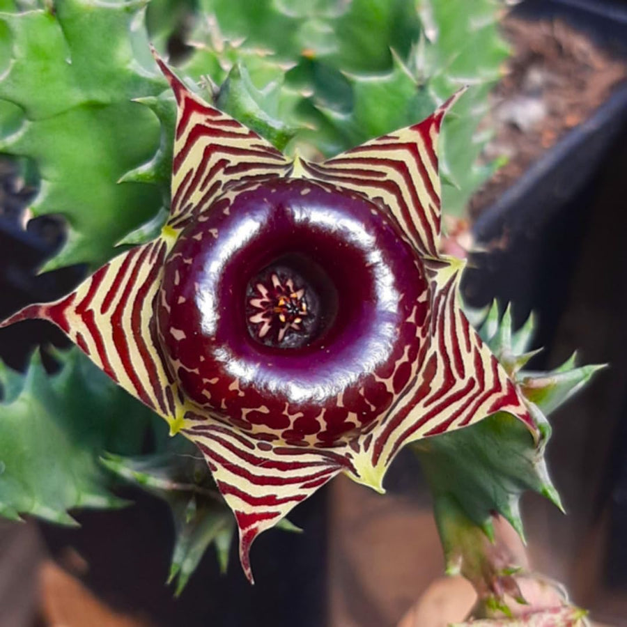 Starfish Cactus Plant Live, Lifesaver Zebrina Trailing Succulent Well Rooted in 2" Pot, Starter Houseplant for Hanging Basket