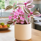 Pink Wandering Jew Live Plant, Tradescantia Nanouk Live Houseplant, Rare Nanouk Pink Wandering Jew Live Plants Indoor (2 Inch Pot)