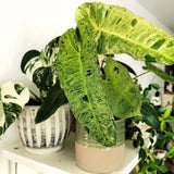 2 Rare Philodendron Live Plants Varieties Collection, Philodendrons Plants Size 5-9 Inc for Indoor Houseplant Décor, Ornamental Tropical Well-Rooted (Long Philodendron Plants)