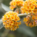 Butterfly Bush Plant for Plant, Size 5 to 7 Inch Tall Plant, Without Pot, Butterfly Bushes Plant (Yellow Flowers)