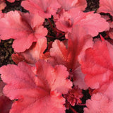 3 Coral Bells Heuchera Perenial Live Plants, Deep Purple to Pink Red Seasonal Leaves Color Change, Well-Rooted 5-9 Inc Tall, No Pot