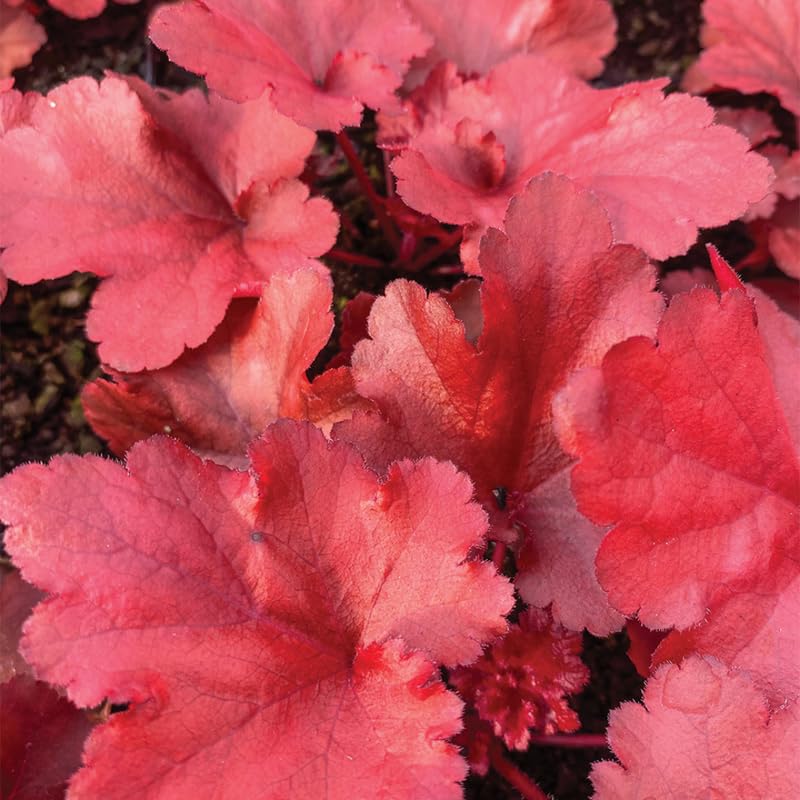 3 Coral Bells Heuchera Perenial Live Plants, Deep Purple to Pink Red Seasonal Leaves Color Change, Well-Rooted 5-9 Inc Tall, No Pot