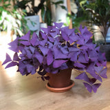 2 Deep Oxalis Shamrock Plants Live, 4-8 Inch Tall, Oxalis Triangularis Plants for Indoor or Outdoor Planting, Easy Care Perennial, USDA Zones 7–10