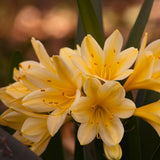 Yellow Clivia Plant Live, Clivia Flowering Houseplant in 6 Inch Pot, Perennial Flowering Plant for Containers, Patios, and Indoors