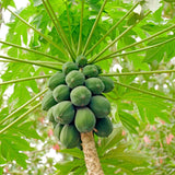 Dwaft Papaya Tree Live Plant 8 to 12 Inc Tall in Half Gallon Pot, Starter Plant Well-Rooted Fresh Fruit Plant Tropical Zones 9-11, No CA
