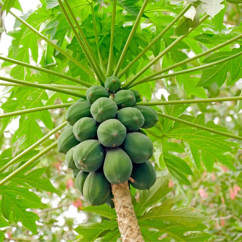 Dwaft Papaya Tree Live Plant 8 to 12 Inc Tall in Half Gallon Pot, Starter Plant Well-Rooted Fresh Fruit Plant Tropical Zones 9-11, No CA
