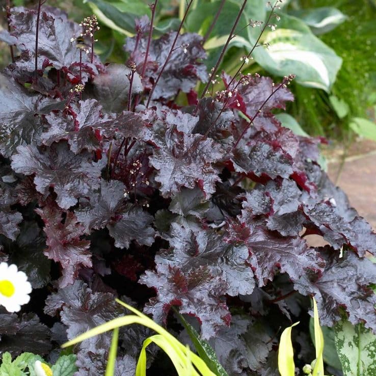Set 2 Heuchera Bushes Live Plants, Live Perennial Coral Bells for Planting, 4 to 8 Inches - Dark Purple