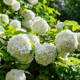 Pack of 2 Snowball Bush Live Plants, Snowball Viburnum Bush, 2.5 Inc Pot, 8-10 Inc Tall, Viburnum Live Plant for Outdoor Garden and Landscape