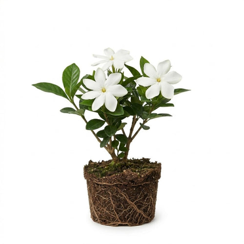 Maid of Orleans Jasmine Plant, Fragrant Jasmine Flower Vine 4-8 Inches Well Rooted for Container, Hanging Basket Growing