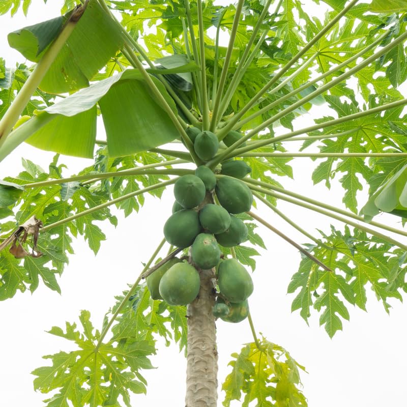Papaya Tree Live Plant 5 to 10 Inc Tall in 4" Pot, Starter Plant Well-Rooted Fresh Fruit Plant Tropical Zones 9-11, No CA