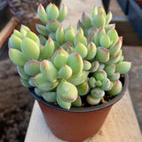 Cotyledon Pendens Succulent Live Plant Potted, Trailing Succulent Rare House Plant for Home Office Decoration, Indoor Outdoor Growing, 4" Pot, Starter Plants