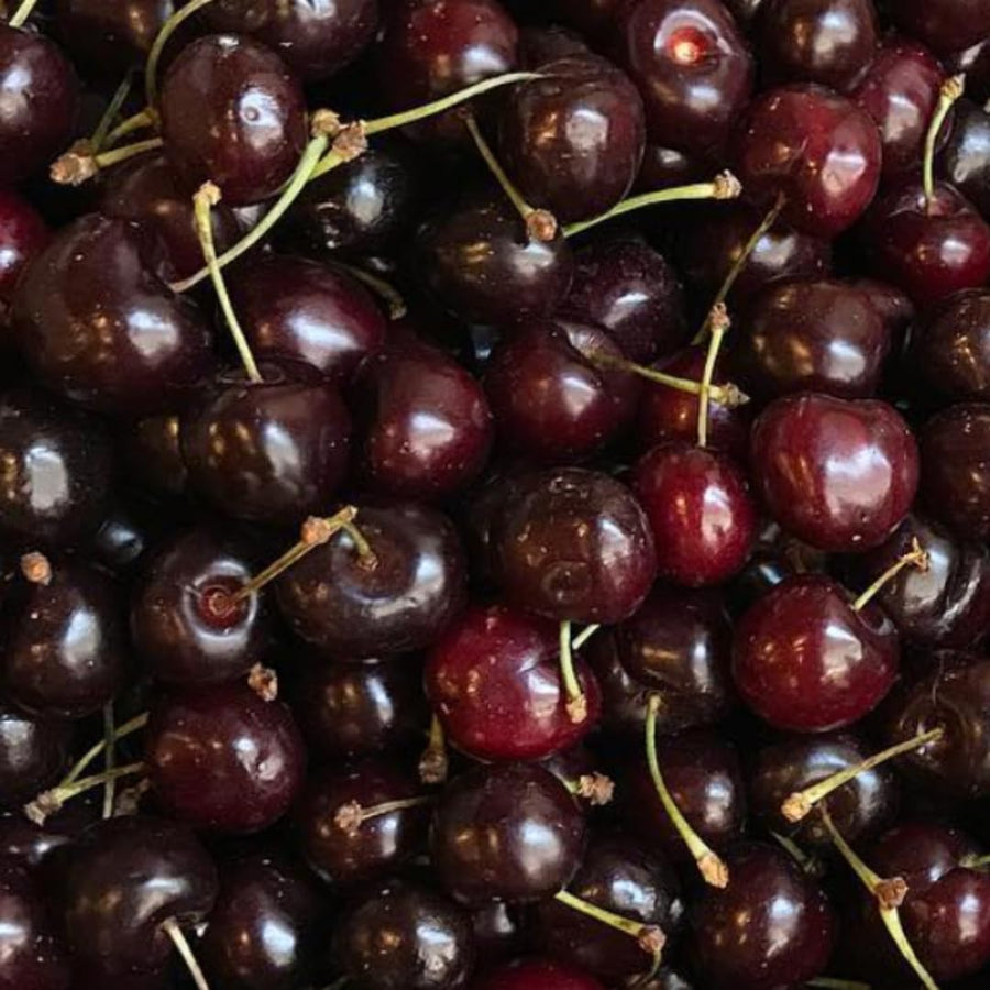 2 Wild Black Cherry Trees Live Plants, Sweet Cherry Plant Live Fruit Tree, 12-18 Inc Height, Cold Hardy Cherry Tree Plant for Planting, Bareroots Dormant