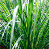2 Citronella Grass Plants Live, Live Citronella Grass Plants, 4 to 6 Inc Tall, Citronella Grass Live Plants Indoor Outdoor