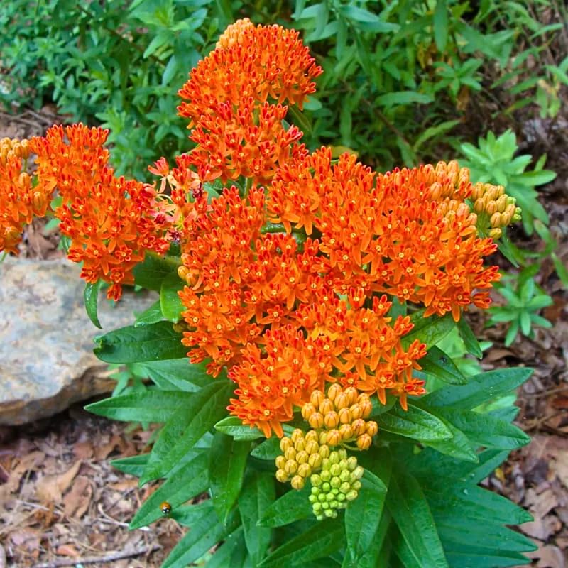 2 Mikweed Live Plants, Asclepias Tuberosa Perennial Flowers Plants, Tropical Butterfly Milkweeds 4-8 Inch for Outdoor Garden (Orange)