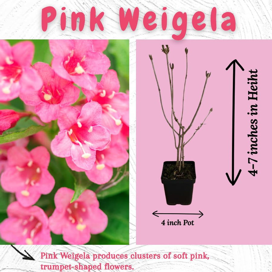 Pink Weigela Tree Live Plant in 4 Inch Pot, Weigela Blooming Shrub, Vibrant Flowering Starter Plant 4-7" Tall for Outdoor Gardening