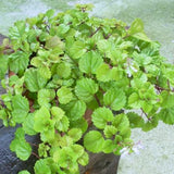 2 Green Swedish Ivy Plants Live for Planting, Plectranthus Swedish Ivy Herb Live Starter Plants, Swedish Ivy Mint Plant Hanging Basket Houseplant
