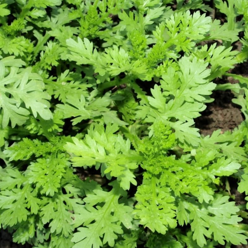 2000 Chrysanthemum Seeds, Tan O Seeds, Annual Vegetable Seed for Planting