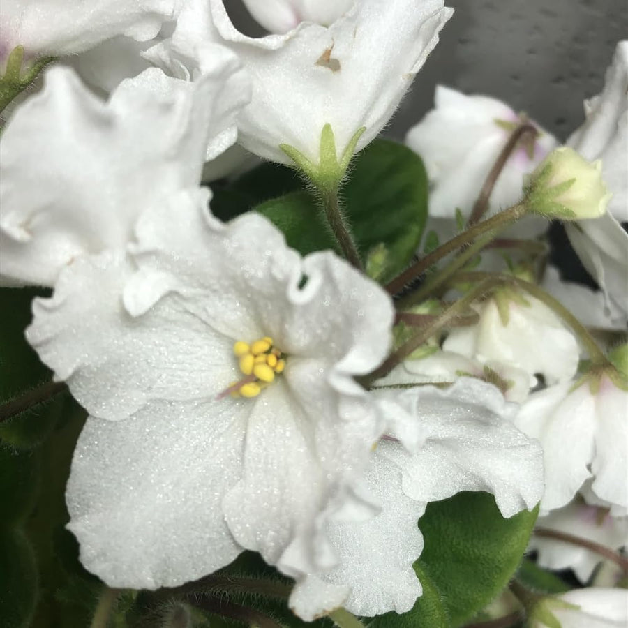 White African Violets Live Plant in 4" Pot, Starter African Violet for HouseplantIndoor Outdoor Home Decor