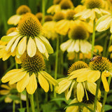 Yellow Echinacea Plant Live, 3 to 6 Inc Tall, Coneflower Live Plant Flowering Gardening Outdoor Indoor