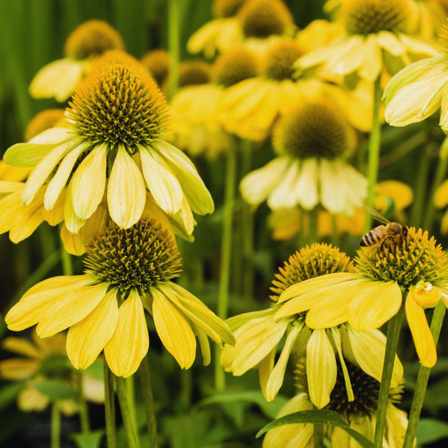 Yellow Echinacea Plant Live, 3 to 6 Inc Tall, Coneflower Live Plant Flowering Gardening Outdoor Indoor