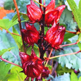 1 Red Roselle Hibiscus Plant Live 4-8 Inch Tall, Roselle Jamaican Plant Live in 4 Inch Pot, Sabdariffa Roselle Hibiscus Flowers